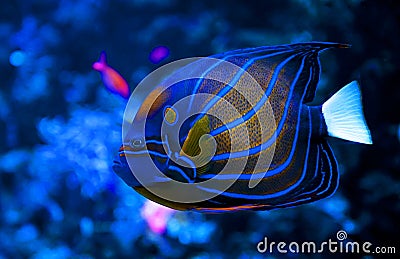 Blue Ring Angelfish Stock Photo