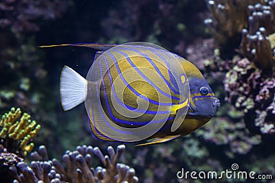 Blue ring angelfish Pomacanthus annularis. Stock Photo