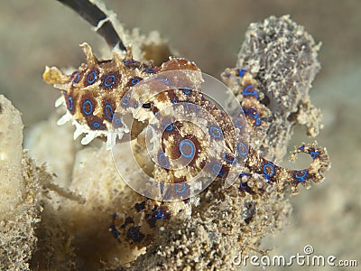 Blue ring octopus Stock Photo