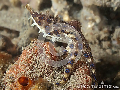 Blue ring octopus Stock Photo