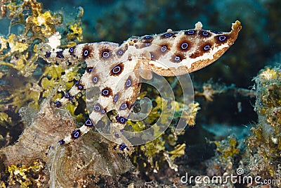 Blue ringed octopus on reeftop in Lembeh Strait, Indonesia Stock Photo