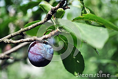 Blue ripe single plum on twig, blurry green leaves Stock Photo