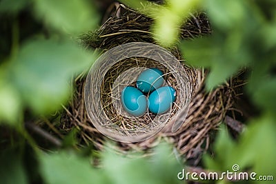 Blue Robin Eggs in a Nest Stock Photo