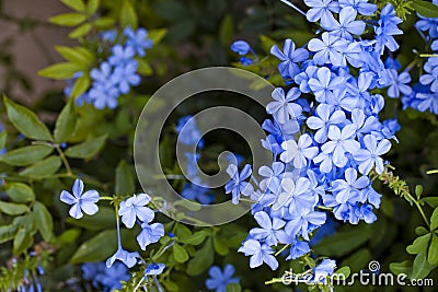 Blue Romantic Flowers and Leaves Flora Photo Stock Photo