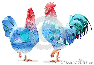 Blue Rooster and chicken female symbol 2017 by Chinese calendar Vector Illustration