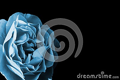 Blue Rose Stock Photo