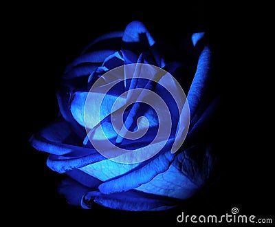 Blue rose Stock Photo