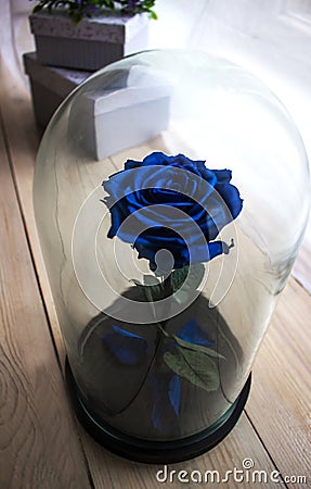 Blue rose in a flask under the glass. As a gift for the holiday. Stock Photo