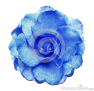 Blue rose flower on white isolated background with clipping path no shadows. Rose with drops of water on the petals. Closeup. Stock Photo