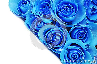 Blue rose flowers Stock Photo