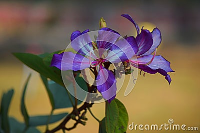 Blue rose flowers with background blur Stock Photo