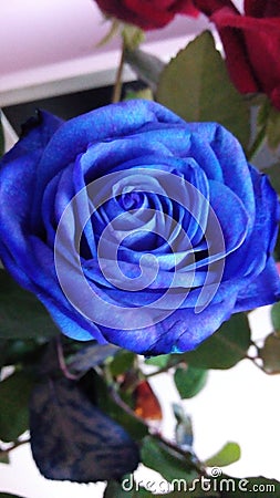 Blue rose Stock Photo