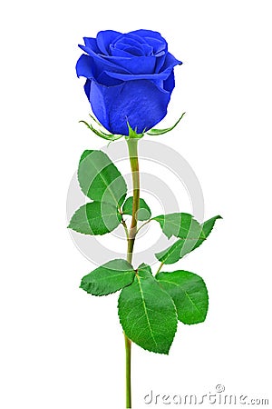 Blue rose Stock Photo