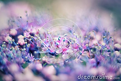 Blue, rose lilac flowers and stamens macro photography. Stock Photo