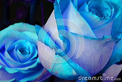 Blue Roses Stock Photo