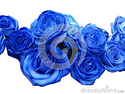 Blue roses Stock Photo