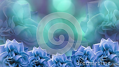 Blue roses flowers on blurred turquoise-violet bokeh background. floral background. colored wallpaper for design. Stock Photo