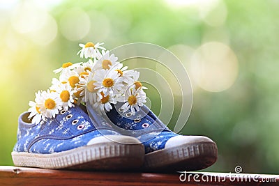 Blue running shoes filled with daisies under the summer sun Stock Photo