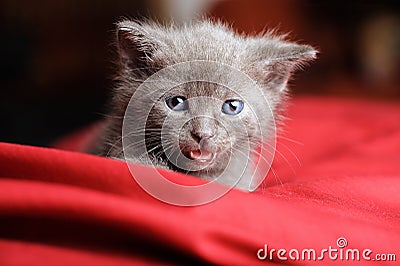 Blue Russian Cat on Red Pillow Stock Photo