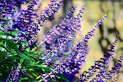 Blue Sage Flowers Stock Photo