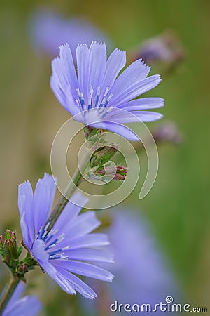 Blue sage wildflower - Salvia azurea Stock Photo