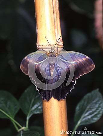 Blue sail butterfly Stock Photo