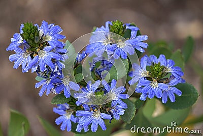 Blue Scaevola Stock Photo