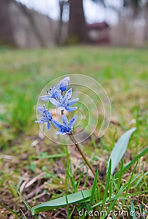 Blue scilla siberica flower Stock Photo