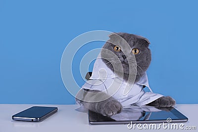 Blue Scottish Fold cat with tablet and phone Stock Photo