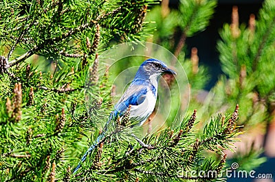 Blue Scrub Jay Stock Photo