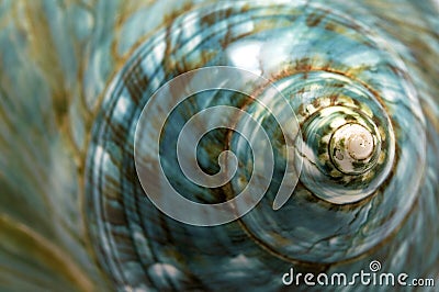 Blue Sea Shell Stock Photo