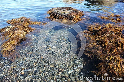 Blue sea water, stones and rocks, marine flora Stock Photo