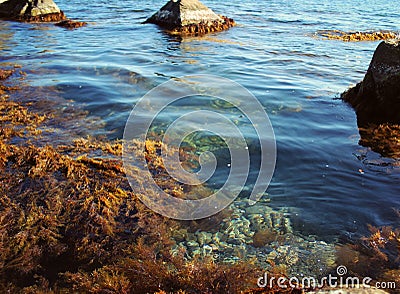 Blue sea water, stones and rocks, marine flora Stock Photo