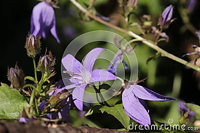 Blue `Serbian Bellflower` - Campanula Poscharskyana Stock Photo