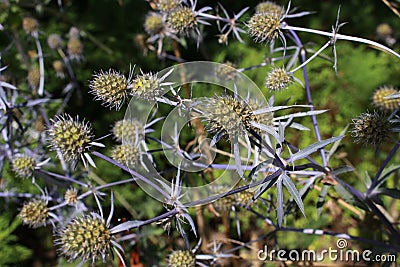 Blue `Serbian Sea Holly` flower - Eryngium Serbicum Pancic Stock Photo