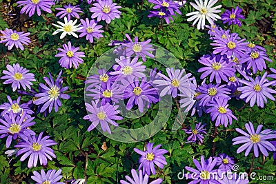 Blue shades Grecian windflower Stock Photo