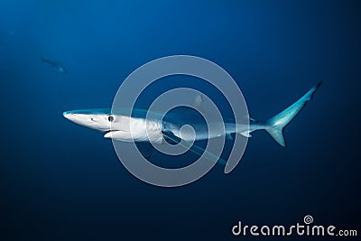 Blue shark, prionace glauca, Atlantic ocean, South Africa Stock Photo