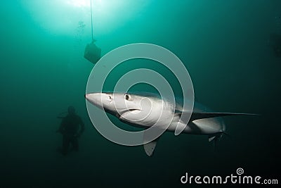 Blue shark, prionace glauca, Atlantic ocean, South Africa Stock Photo