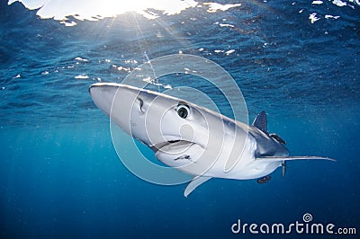 Blue Shark Swimming Freely in Clear Waters of Sunlit California Stock Photo