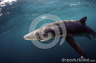 Blue Shark Stock Photo
