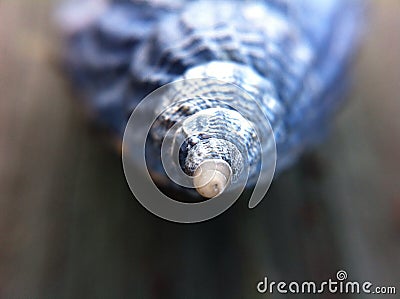 Blue shell macro Stock Photo