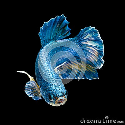 Blue Siamese short tail fighting fish movement isolated on black Stock Photo