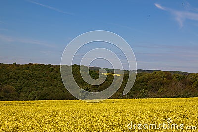 Blue skies over oil seed rape Stock Photo