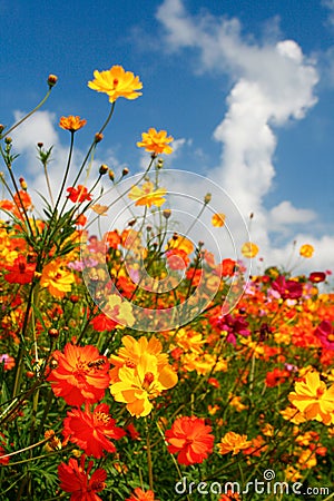 Blue Skies, White Clouds and Brilliant Wildflowers Stock Photo