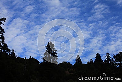 Blue Sky background With Pine Tree Forest . Amazing Nature View With cloudscape and landscape Stock Photo