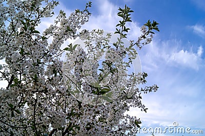 Blue sky background with tiny clouds. Cherry Stock Photo