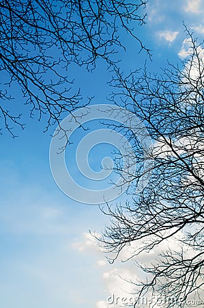 Blue sky with bough of tree. Stock Photo