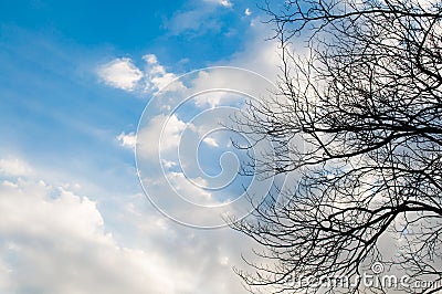 Blue sky with cloud and bough of tree. Stock Photo