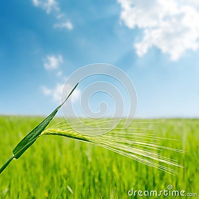 Blue sky with cloud and green spica over field closeup Stock Photo