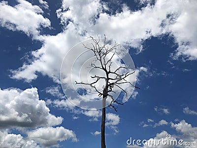 Blue sky and clouds with dead trees and empty branches Stock Photo
